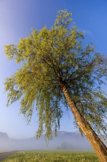 Tree, birch, light green leaves, morning light, fog, mountains, path, sunny, spring, Loisach-Lake