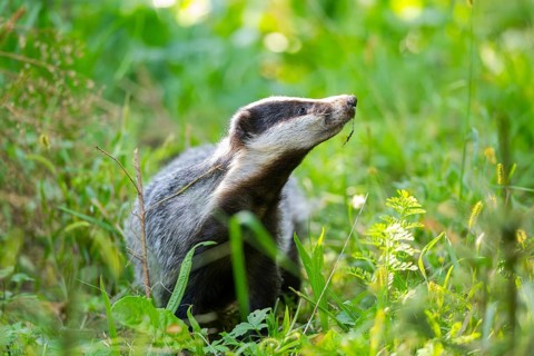 European badger (Meles meles) on a meadow, Hesse, Germany