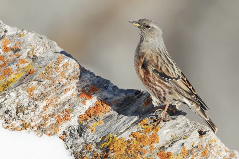 Alpine Accentor (Prunella collaris) Valais, Switzerland