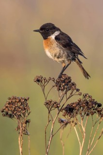 European Stonechat (Saxicola rubicola) male perched on a branch, Poland