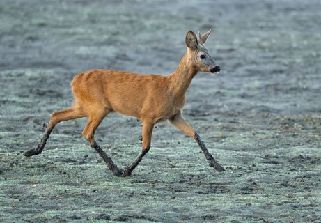 Roe deer (Capreolus capreolus), young roebuck running across a muddy surface at a lake, wildlife,