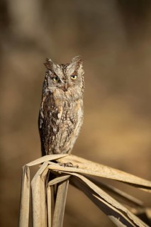 Eurasian Scops Owl (Otus scops) captive, Germany