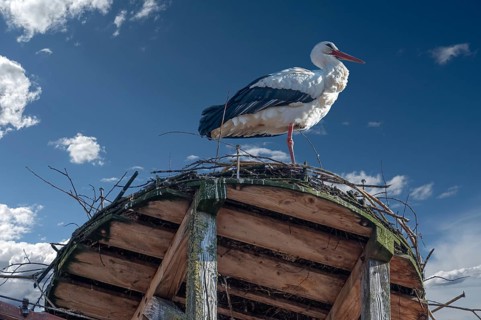 White stork (Ciconia ciconia) in the nest, cloudy sky, Lauf an der Pegnitz, Middle Franconia,