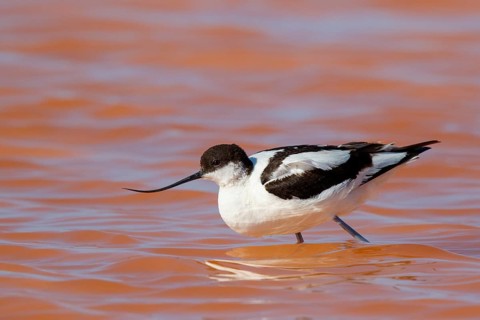 Pied Avocet (Recurvirostra avosetta), Lesvos, Greece