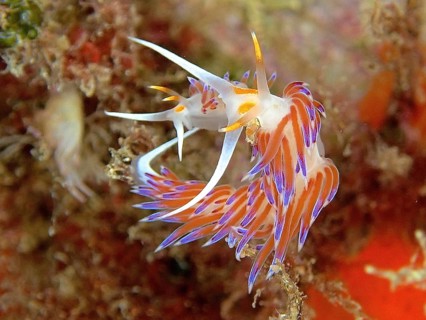 Travelling thread snail (Cratena peregrina)