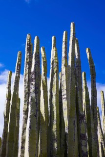 Canary Milkweed, Euphorbia canariensis, Tenerife, Canary Islands, Spain