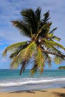 A solitary palm tree stands out on the sandy beach overlooking the calm sea, Limon beach, El Limón,