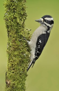 Downy Woodpecker (Dryobates pubescens) female, British Columbia, Canada