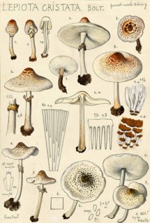 Mushroom, fungi, stink umbrella or comb umbrella, Lepiota cristata, authentic reproduction of an