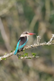 Brown-hooded kingfisher (Halcyon albiventris) on a branch, Kwazulu Natal Province, South Africa