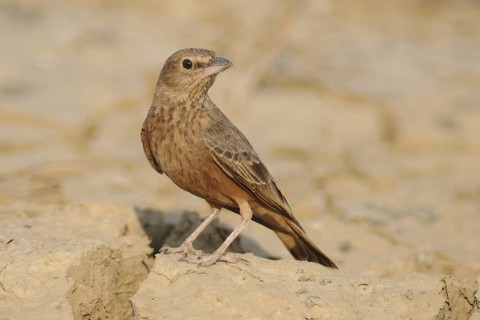 Rufous-tailed Lark (Ammomanes phoenicura), India