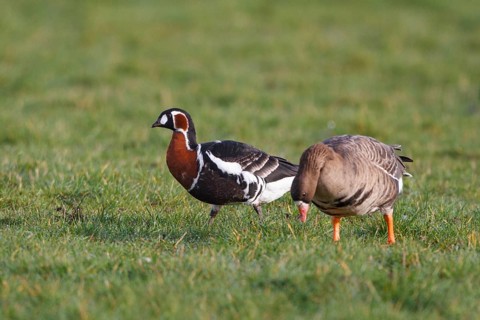 Red-breasted Goose & Greater White-fronted Goose (Branta ruficollis & Anser albifrons), North