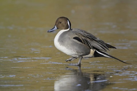 Northern Pintail (Anas acuta) male, British Columbia, Canada