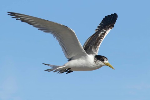 Greater Crested Tern (Thalasseus bergii) juvenile flying, Victoria, Australia