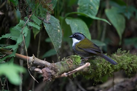 Grey-browed Brushfinch (Arremon assimilis assimilis) perched on a mossy branch, Medellin, Colombia
