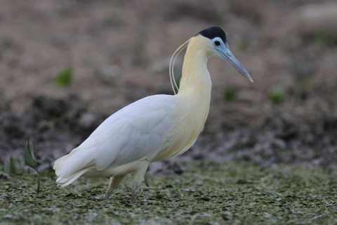 Capped Heron (Pilherodius pileatus), Pantanal, Brazil