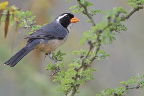 Golden-billed Saltator (Saltator aurantiirostris) perched on a branch in Bolivia, South America
