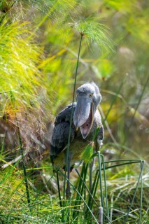 Shoebill (Balaeniceps rex), juvenile with open beak, swamps of Mabamba, Lake Victoria, Uganda