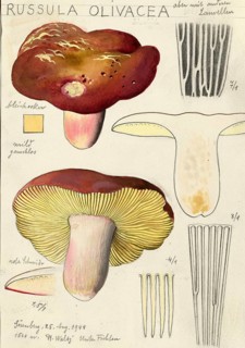 Mushroom, fungi, russula olivacea, authentic reproduction of an illustration by Hans Walty