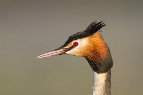 Great Crested Grebe (Podiceps cristatus), Utrecht, Netherlands