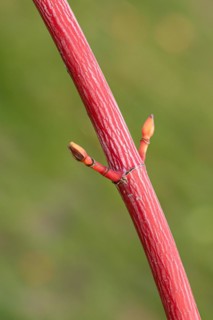 Snakeskin maple (Acer × conspicuum 'Phoenix'), Findlingspark Nochten, Germany