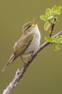Arctic warbler (Phylloscopus borealis) perched on a branch in Nome, Alaska