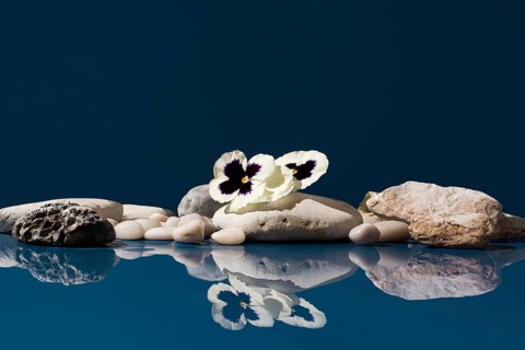 Delicate white pansy flowers, also known as Viola tricolor hortensis or Viola × wittrockiana,