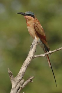 Southern Carmine Bee-eater (Merops nubicoides)
