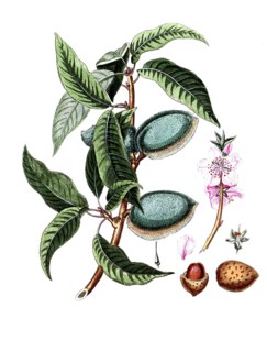 Amygdalus communis, almond tree, digital reproduction of a historical model, between 1790 and 1810