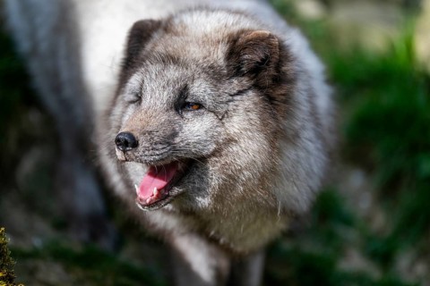 Arctic fox (Vulpes lagopus) standing on a rock, Bavaria, Germany