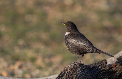 A ring ouzel (Turdus torquatus) stands alert on a rugged, moss-covered log against a blurred green