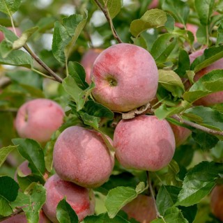 Apple (Malus domestica 'Florina'),  Germany