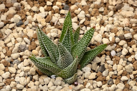 Tulista minor, leaves, succulent plant, Kirstenbosch Botanic Garden, Cape Town, South Africa