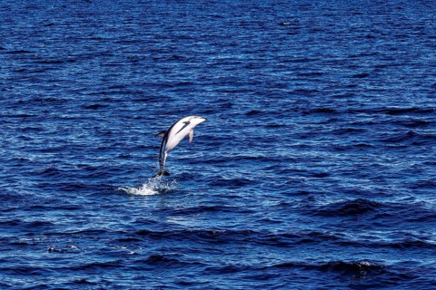 A dolphin leaps high out of the sea into the air, surrounded by blue water, The Clymene dolphin