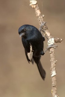 White-winged Black Tit (Melaniparus leucomelas), Lake Langano, Ethiopia