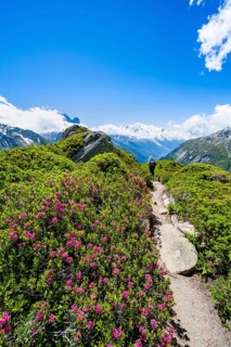 Mountaineers on hiking trail with blooming alpine roses, mountain panorama with glaciated mountain