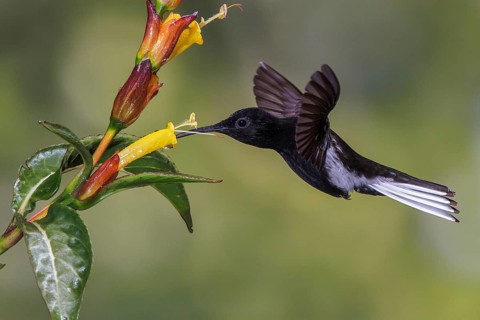 Black Jacobin (Florisuga fusca) flying and feeding at a flower in the Atlantic rainforest of