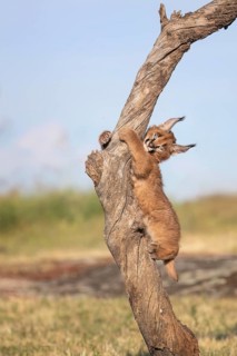 Caracal (Caracal caracal) playful cub climbing tree, Castile-La Mancha, Spain