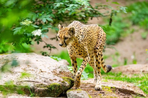 Cheetah (Acinonyx jubatus) walking around on the ground, Germany