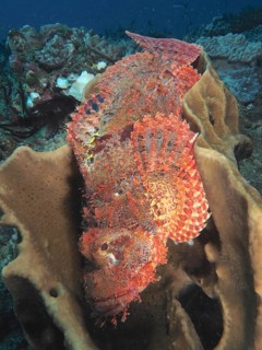 Fringed dragon's head (Scorpaenopsis oxycephala)