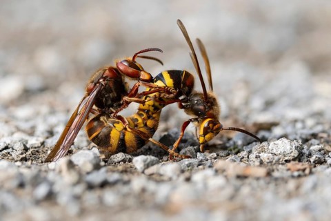 European Hornet (Vespa crabro) male and female copulating, Lower Saxony, Germany