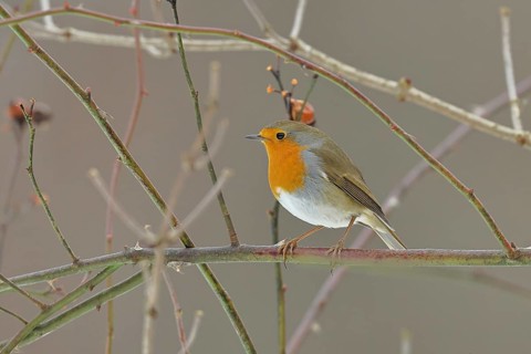 Robin (Erithacus rubecula), on a twig in the branches of a dog rose (Rosa canina), Wilnsdorf, North