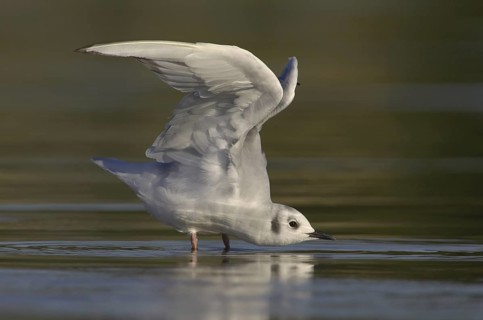 Bonaparte's Gull (Chroicocephalus philadelphia), Ohio, USA