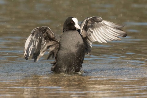 Eurasian Coot (Fulica atra) flapping, Bavaria, Germany