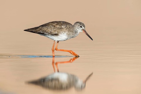 Common Redshank (Tringa totanus) foraging in shallow water, Eilat, Israel