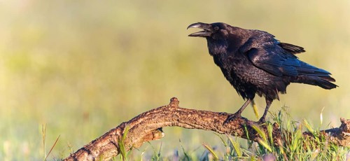 Raven, Common Raven, Raven, Corvus corax, Grand Corbeau, Cuervo com?n, Cuervo, Hides De Calera /