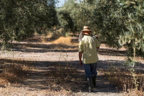 Back view of unrecognizable senior man wearing a straw hat and boots walks through an olive grove,