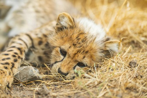 Cheetah (Acinonyx jubatus) youngster lying on a meadow, captive, occurrence Africa