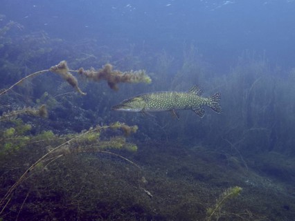 Pike (Esox lucius) swimming in clear water with algae and plants. Dive site car park Post,