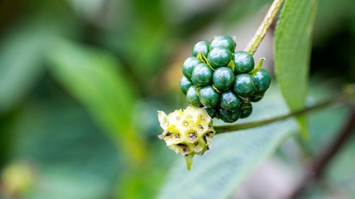 Vivid close-up image of green, immature Lantana Camara berries clustered on a branch, highlighted